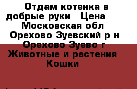 Отдам котенка в добрые руки › Цена ­ 1 - Московская обл., Орехово-Зуевский р-н, Орехово-Зуево г. Животные и растения » Кошки   